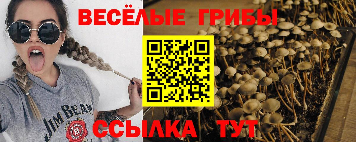 Псилоцибиновые грибы GOLDEN TEACHER Якутск